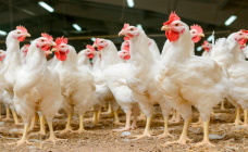 В ЕАЭС вступают в силу новые требования к качеству мяса птицы