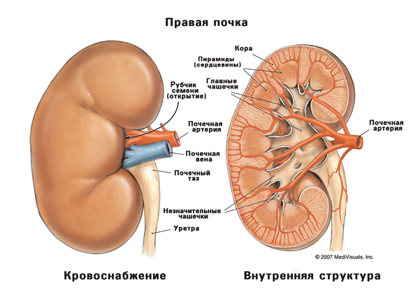 камни в почках камни в почках