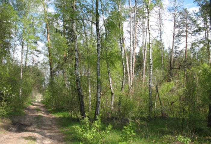 Глусский лесхоз Глусский лесхоз